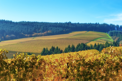 Vineyard autumn colors cover the Dundee rolling hills in Oregon.